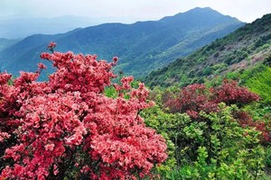 4.20（星期天） | 通天的蜡烛，你爬过吗？蜡烛上，漫山杜鹃始盛开