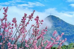 3.11/14 两期 | 深圳穿越梅沙尖赏樱花，大华兴寺四面佛祈福马年大吉