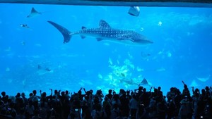 10.2/5 国庆两期 | 珠海长隆海洋王国 与海洋生物亲密接触、体验刺激的机动项目，打卡圆明新园、景山公园