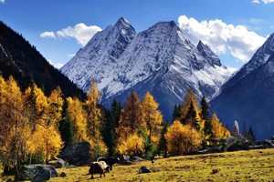 秋色党岭封神！葫芦海倒映夏羌拉雪山，彩林蓝湖共绘油画，6天旅行寻最纯粹秋色川西
