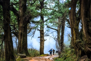 【火车团】【元旦1月1日-3日】穿越秦蜀古道，赴剑门关赴一场 “天下第一关” 的朝圣之旅