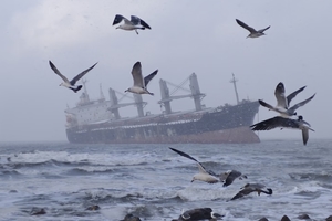 【大巴团】【元旦12月31日-1月3日】威海冬日 | 别赶路，去感受！把天鹅、海风和浪漫一网打尽