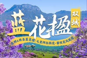 双城蓝花楹·三花浪漫