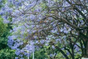 双城蓝花楹7天6晚