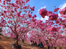 特价79！【冬影江门】花花世界！美拍千亩紫花风铃花海，行摄圭峰山百亩红枫，漫步石涧碧湖红水杉