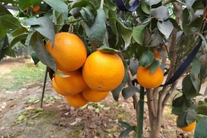 【淮北橘子1.0】11月20、21日，相约北方的柑橘，来一场晚秋的研学约会！名额有限，报满为止！