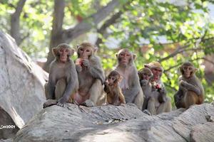 “我和猕猴有个约会”——亲子登山召集令！登花果山，品西游故事