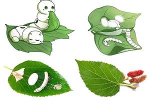 【丝绸之路的见证者】——与桑树的对话，蚕茧DIY,手工抽丝剥茧，采摘桑葚自然研学之旅