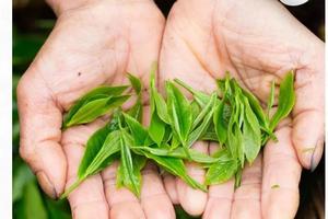 【爱宝贝】”这片叶子不简单”----科普e路研学自然课堂 ，茶田小专家（自驾游）