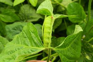 【昆虫记】揭开大自然的面纱，从认识一只古怪的昆虫开始 ！送赤松茸采摘1斤。