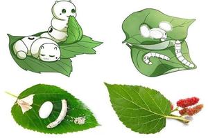 【研学课堂--丝绸之路的见证者】——与桑树的对话,手工抽丝剥茧，采摘桑葚自然研学之旅