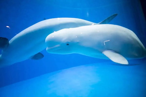 【爱宝贝】淮安龙宫大白鲸极地海底世界+ 室内恒温水世界+室外水世界一日游 