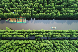 跟着课本去旅行——植物妈妈了不起  ，淮安金湖水上森林公园一日游