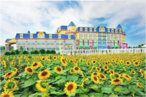 二期：【10月31日】美爆了！广州百万葵园·七彩花海节邀请全国女士免费入园游玩！ 团费仅需60元