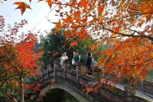 【11月21日】2021广东100番外站•11.21号田野绿世界枫林徒步之旅，体验行走的力量，感受自然的呼吸！