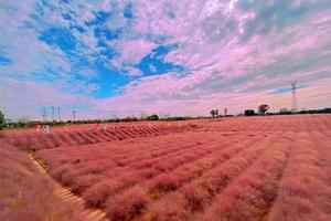 【11月7日】特惠89元~【佛山十里画廊】七彩花田+粉黛乱子草+白坭古镇纯玩一天