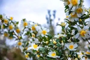 【11月28日，仅此一期，特价99元！】美爆了！【清远油茶花】：赏油茶花， 万亩油茶竞放，花开香雪海，惊艳秋冬！