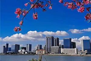 【12月4日】特惠99！【横琴海湾】万株樱花木棉绽海湾，芒洲湿地热情放飞