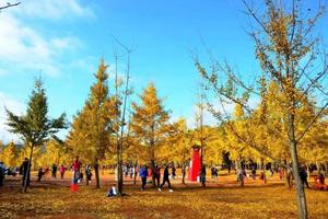 【12月5日】特价139元【粤北最美银杏】赏百亩银杏林、千年银杏树