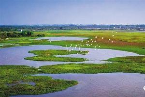 12月25日【候鸟大会11公里徒步大会】第六届南沙湿地候鸟徒步节、与10万候鸟相约广州最南极