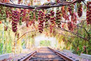 【3月19日】清远惊现“禾雀花廊”！带你沿着铁路赏花...... 许你一场   “花在铁道开，人在画中游”