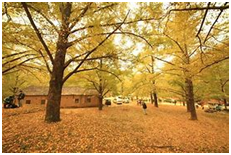 特别旅途【10月10-12日】恭城柿子节、桂林银杏 汽车3日 --大送礼