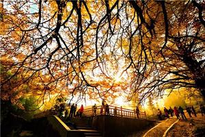 【11月19-21日】湖南永州·中国最美银杏村【桐子坳】、赏百亩粉黛乱子草、一脚踏二省、云冰山观云海看风车、仙境峡天下
