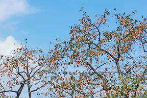 【10月28日】桂峰村赏金黄柿子+打卡广州"北极村"莲麻小镇休闲游乐