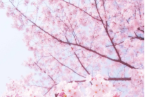 【3月3日】英德打卡花之恋—千亩樱花茶园【樱花大道】【红旗茶厂】