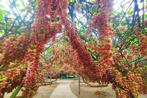 【3月14日纯玩含禾雀宴午餐】清远惊现“禾雀花廊”！禾雀花基地..... 畅游古龙峡-网红河谷