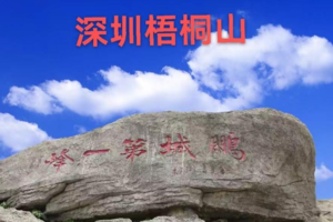 【3月15日】“梧桐烟云”梧桐山“粉”了！漫山杜鹃绝美绽放！不可错过的花期约会