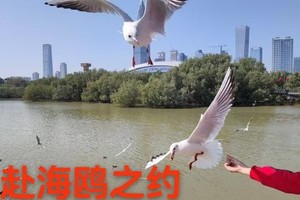 【12月7日】深圳湾公园--赴一场与海鸥的冬日之约+深圳“湾区之光”摩天轮--欢乐海岸