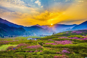 【3月1-2日】治愈季-缤纷樱花、九峰山桃李花海纯玩二天游