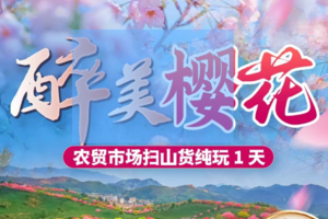 【2月23日】春风十里樱花醉--浪漫樱花节——行摄英德千亩樱花茶园、