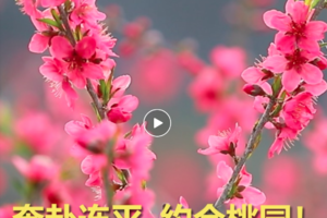 【3月1日】奔赴连平·来南国桃源约会吧 一起“桃”醉春天里