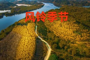 【4月12日】英德黄花风铃+连樟村纯玩一天