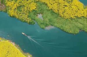 平羌小三峡丨挖折耳根, 大自然中感受醉美油菜花, 山野中寻找美味！