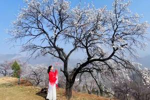 【江山户外】3月21  周六 ｜ 新密杏花村·徐霞客古道一日行｜赴一场春日花事，寻千年魏长城旧梦