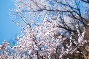 【江山户外】3月22日 周日｜春日限定·巩义小挂壁 达西沟·盼岱沟野桃花环线