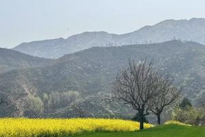 【江山户外】3月28  周六  洛宁窑沟～马坊水库～赏油菜花～挖野菜～户外野炊活动