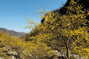 【江山户外】4月5 假期第二天 ｜嵩县白河源·赏山茱萸花·野炊牛肉刀削面