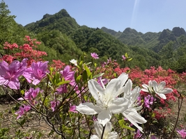 【江山・野行】周内团｜4 月 23  周四  野越西泰山・赏万亩杜鹃花