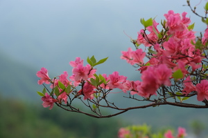 【江山·伴行】亲子活动  4月19   周日  第二期  人间四月，杜鹃正艳。 山野寻芳，遇见最美春天