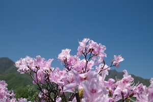 【江山·伴行】亲子活动  4月18日 第一期 人间四月，杜鹃正艳。 山野寻芳，遇见最美春天