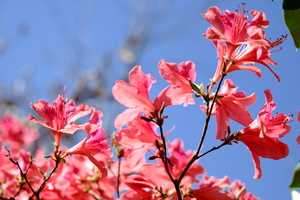 【江山・野行】成人团｜4 月 18 日（周六）野线穿越西泰山・赏万亩杜鹃花