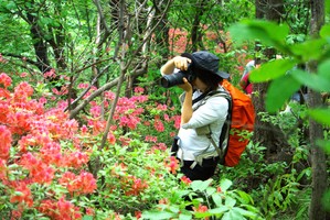 【江山·野行】成人团  4月25  周六  探访新线路~汝阳王坪卧羊仙山穿鸡冠山、赏高龄杜鹃花大环线