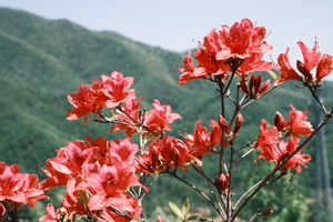 【江山・野行】成人专属徒步团盛大启幕，4月26日（周日），邀你奔赴西泰山秘境