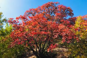 2021.11.3（周三）【江山户外】洛宁酒槽沟赏红叶休闲徒步一日活动第二期