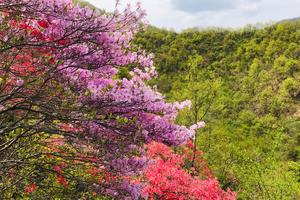 2022.04.20（周三）【江山户外】汝阳鸡冠山孟村山岭赏杜鹃6-12km一日休闲徒步活动