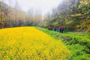 【江山户外】4月2  周三   宜阳南寺大峡谷～薅野韭菜~挖野菜～看桃花～野炊烤肉活动